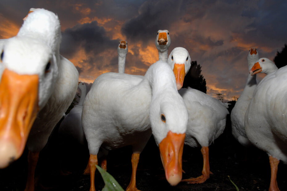 Up close with geese by Amsterdam photographer Tom van der Leij