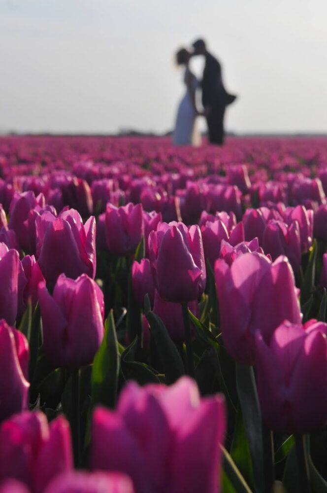 Kissing in the Dutch tulip fields by Amsterdam photographer Tom van der Leij